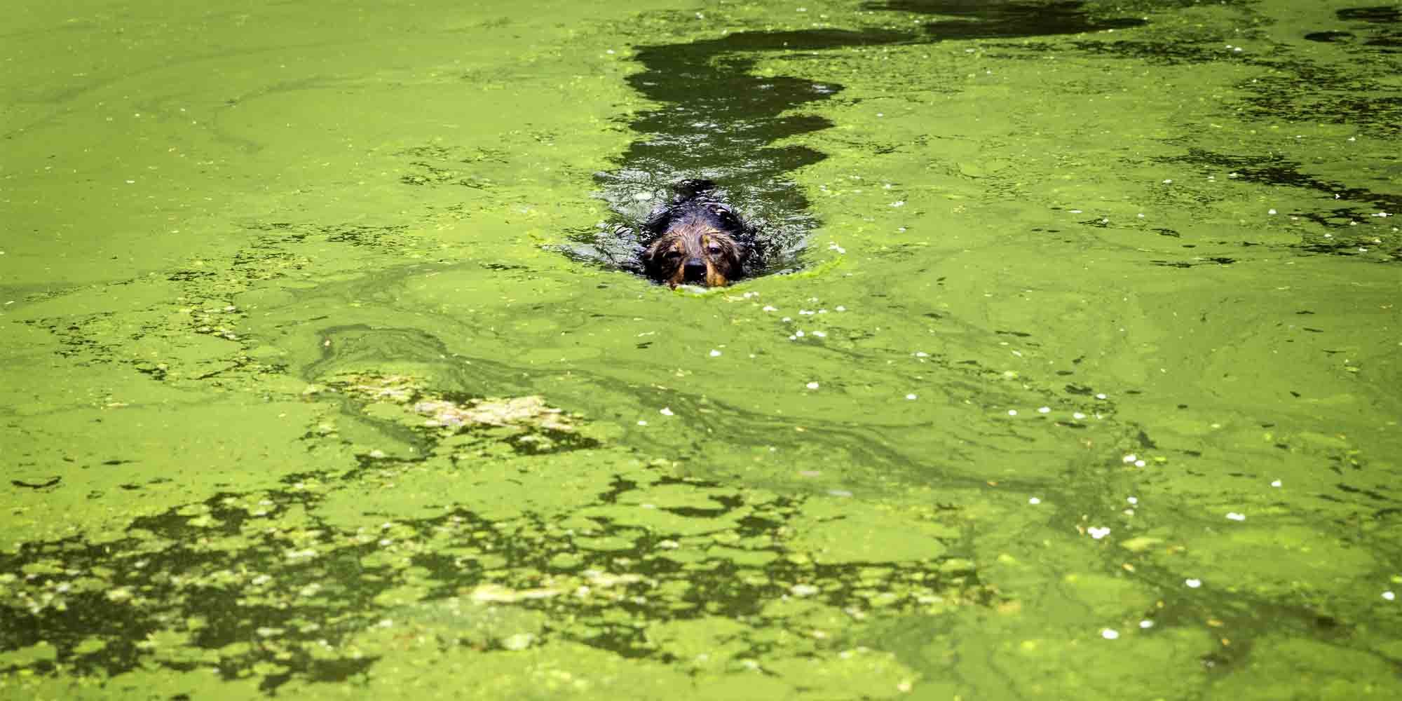 Blaualgen beim Hund: Ein Ratgeber für Hundebesitzer