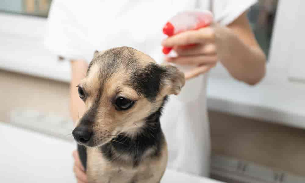 Blauspray für den Hund: Alles, was du wissen solltest