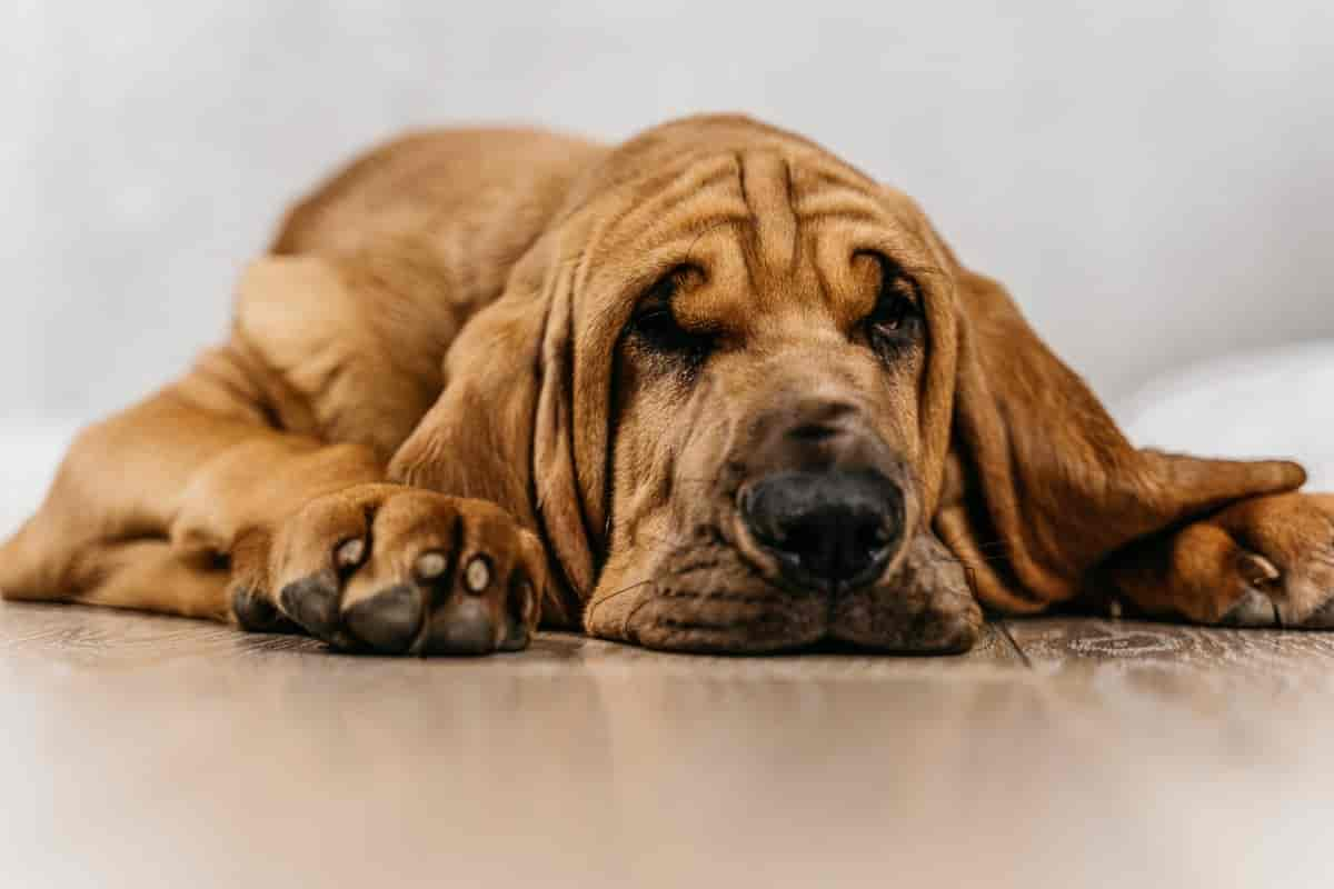 Bloodhound