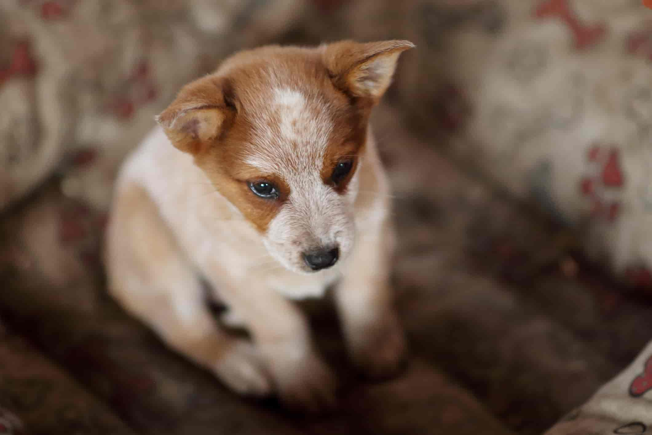 Australian Cattle Dog