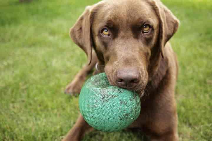 Top 50+ schöne Namen für braune Hunde