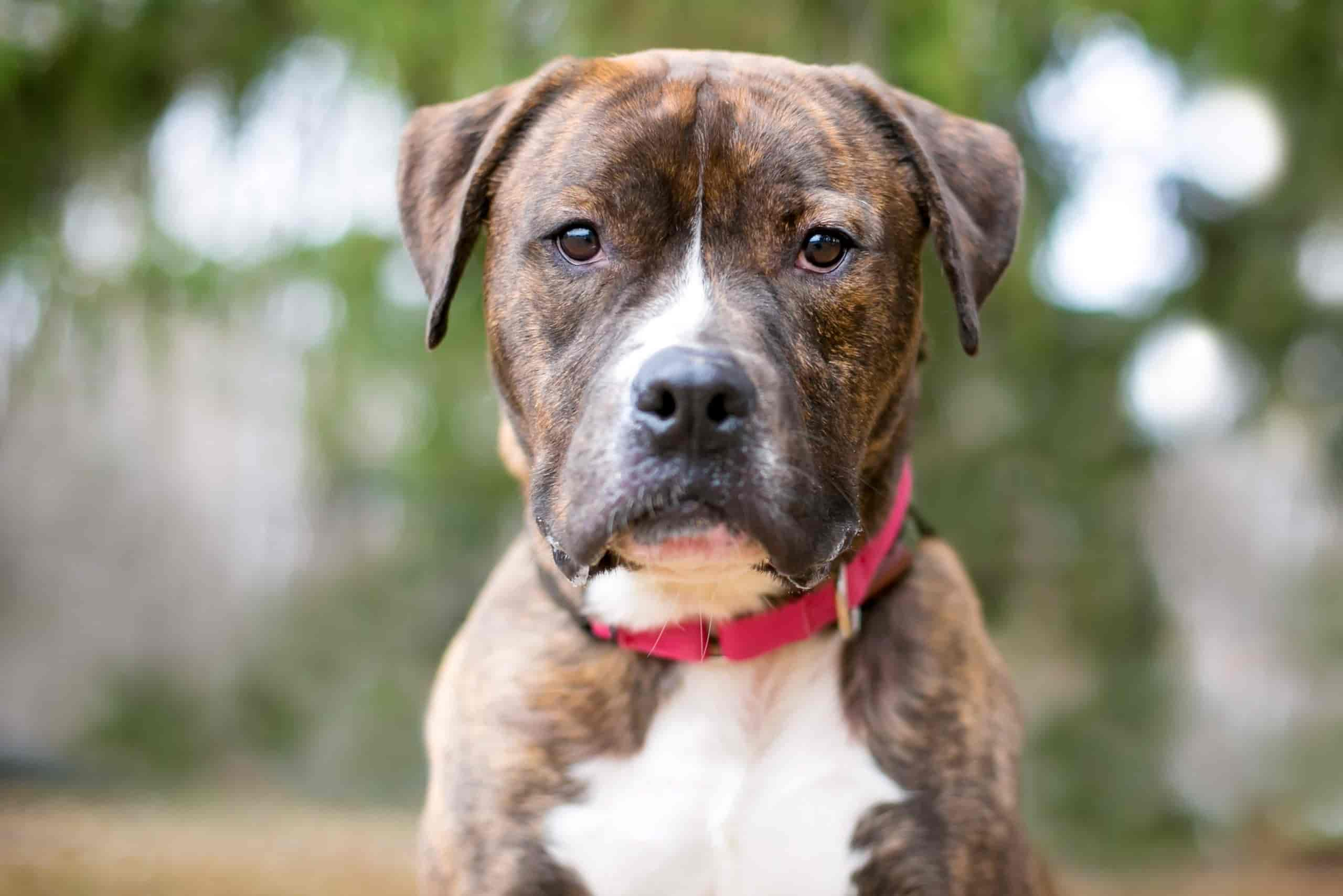 15 Adorable Brindle Dog Breeds You Need to Know