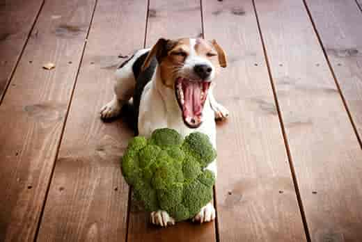 Can Dogs Eat Broccoli? (and Is It Safe?)