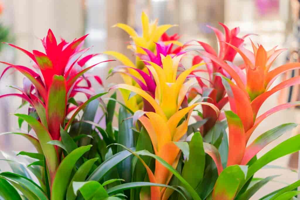 Bromelien: Pflege, Standort & die schönsten Bromelien-Arten