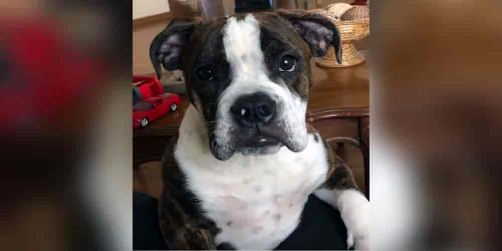 Boxer Bulldog Mix Facts