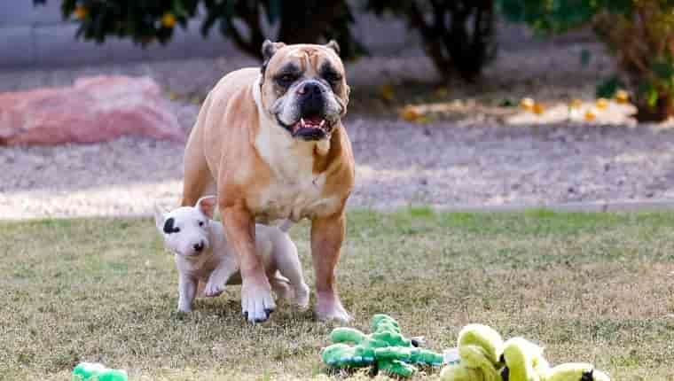 What Are ‘Bully Dog’ Breeds? Why Do We Call Them Bullies?