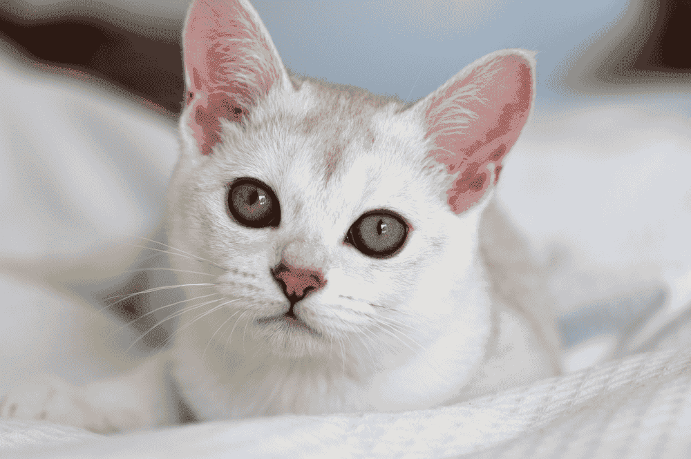 Burmilla Cat Breed Profile