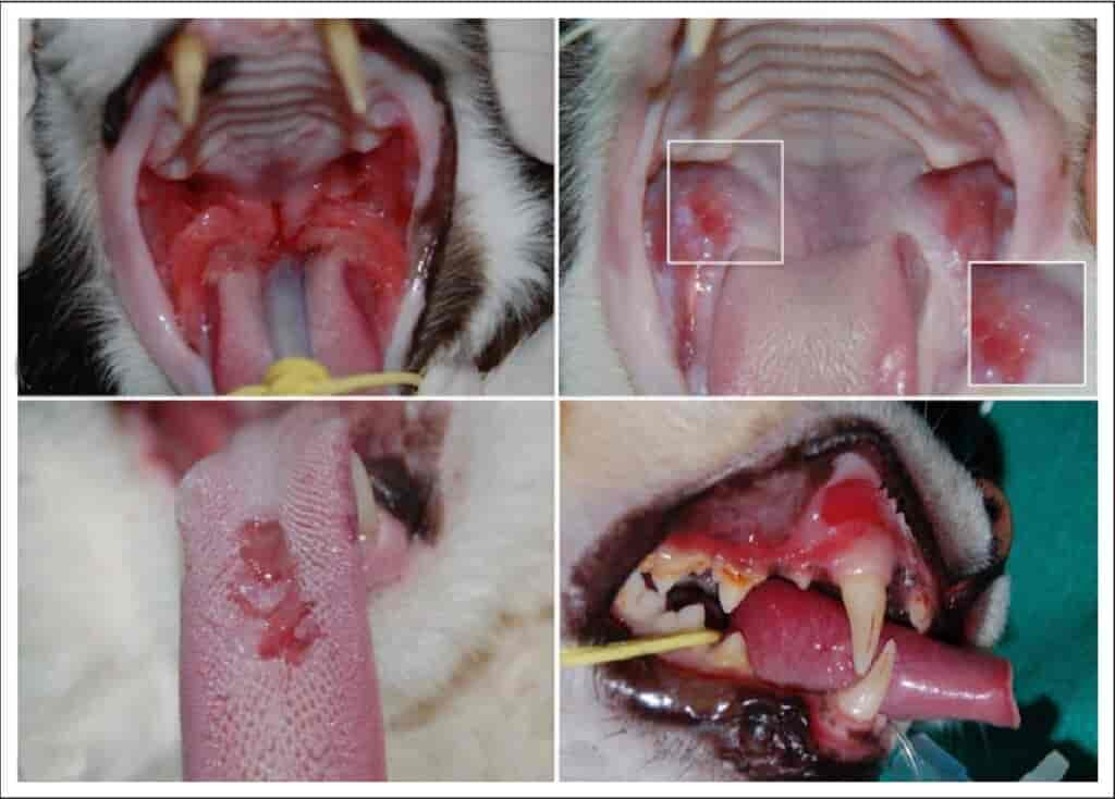 Calicivirus-Infektion - Katze - Tierarzt Karlsruhe - Kleintierzentrum Arndt