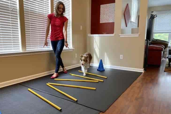 Canine Cavaletti: Equine Exercises You Can Do At Home With Your Dog