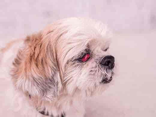 Cherry Eye in Dogs: Which Breeds Get It, Causes & Treatment Options