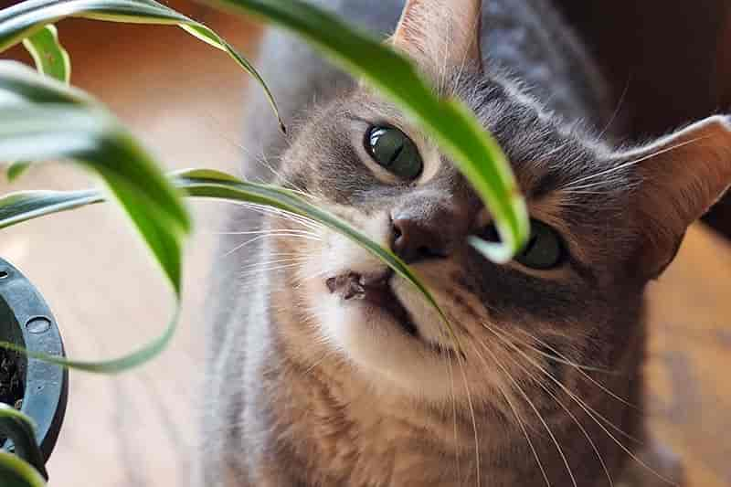 Are Spider Plants Toxic to Cats?