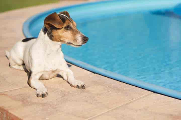 Pool und Hund – Wie schädlich ist Chlor für den Hund