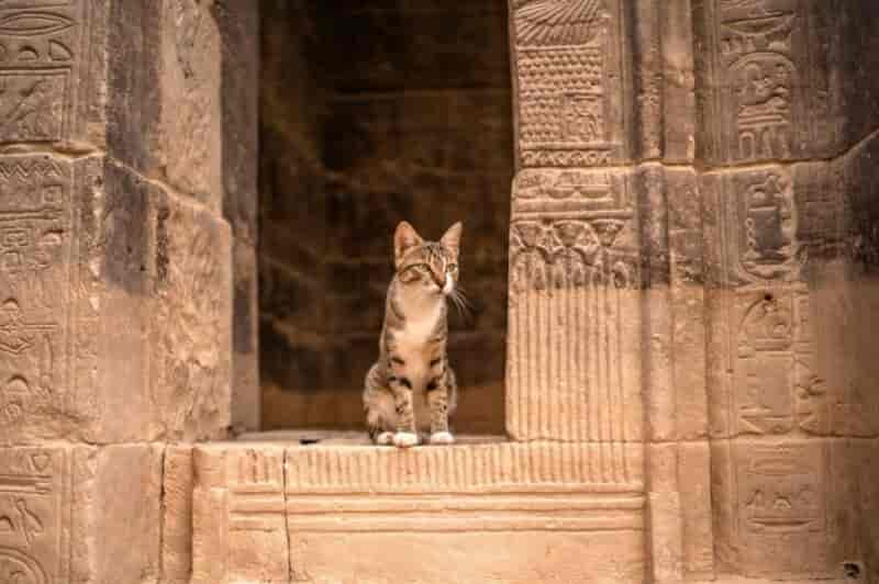 Did Cleopatra Have a Cat? The Interesting Answer