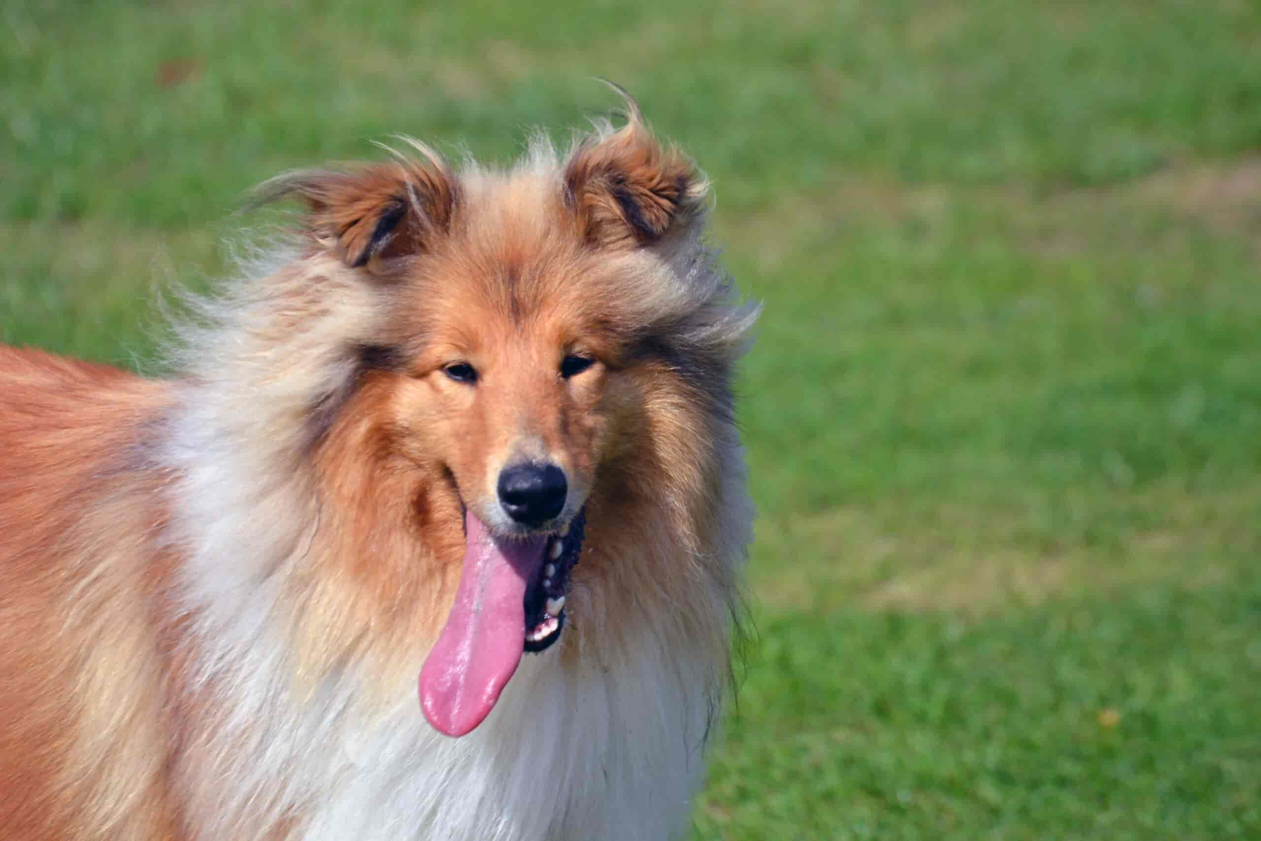 Collie