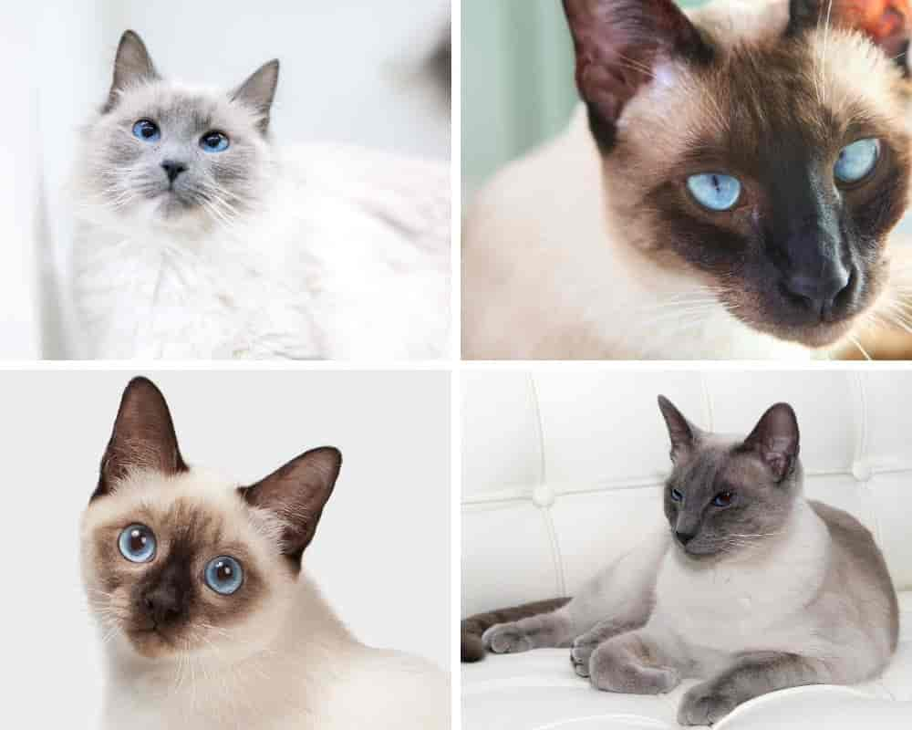 8 Striking Colorpoint Cat Breeds