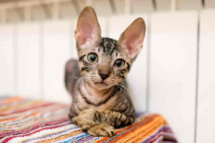 Cornish Rex Cat: Breed Info, Pictures, Traits & Facts