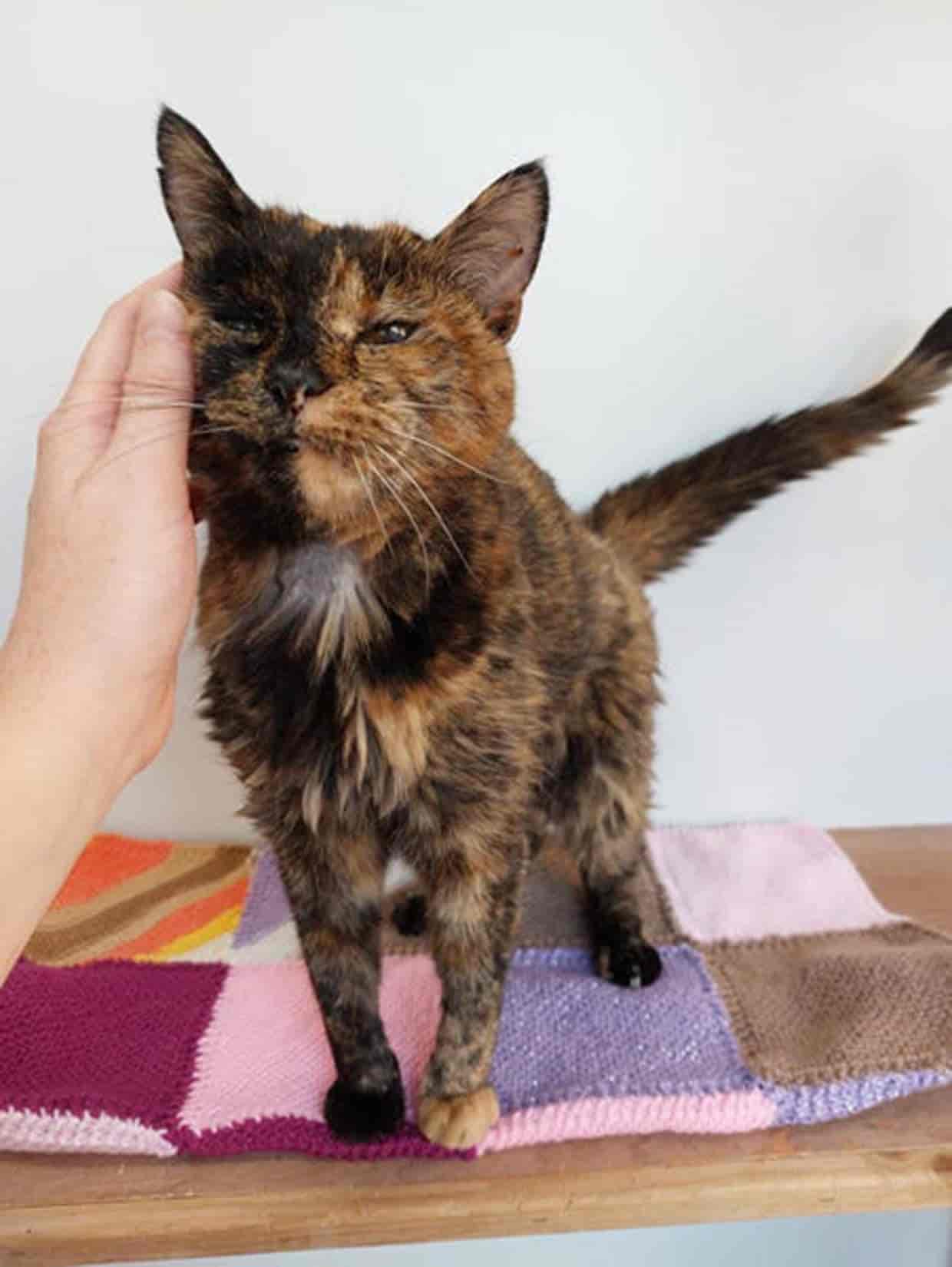 Record-breaking felines: The world's oldest living cat and the oldest cat to ever live