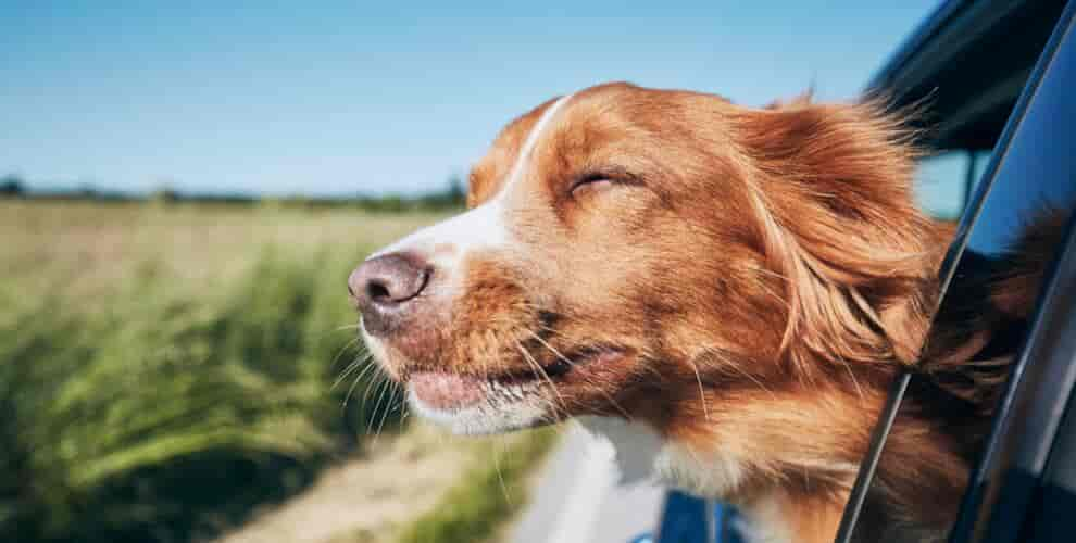 Spaß und Entspannung im Ferienhaus in Dänemark mit Hund