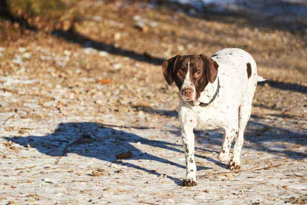 5 Außergewöhnliche Dänische Hunderassen (Mit Bildern)