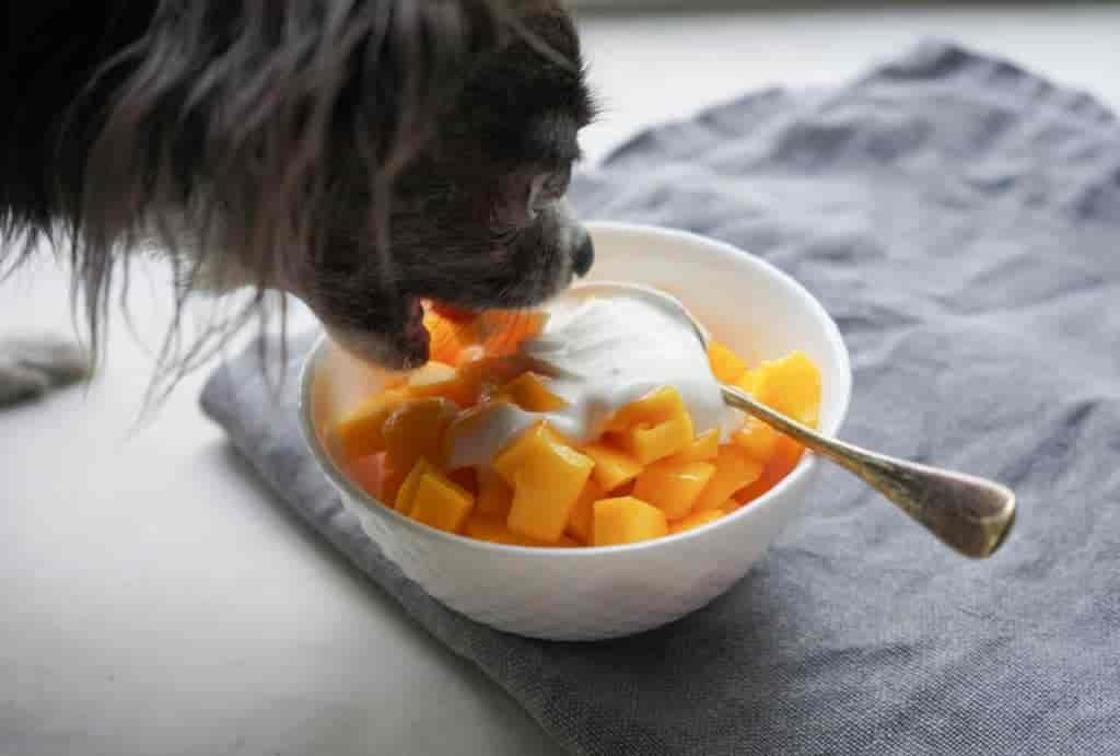 Dürfen Hunde Mango essen: Tipps für eine gesunde Fütterung