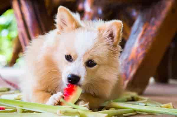 Dürfen Hunde Wassermelone essen?