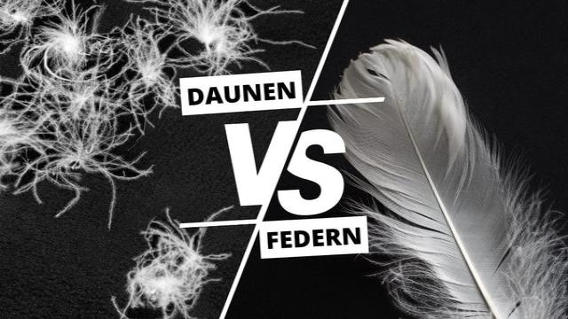 Daunen vs. Federn - Das Innenleben bei Bettdecken & Kissen | Der große Vergleich