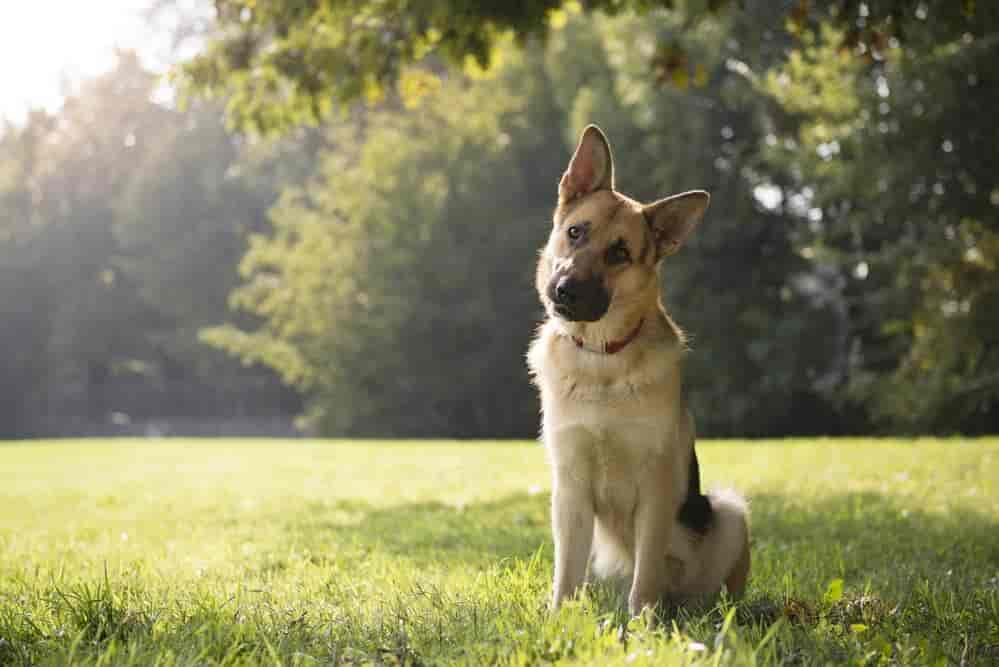 Deckentraining – so kann Dein Hund überall entspannen