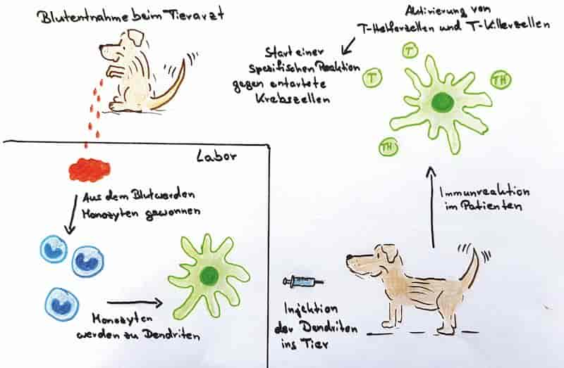 Tumorbehandlung mit dendritischen Zellen