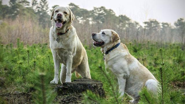 Appenzeller Sennenhunde vs Labrador Retriever: Breeds Comparison