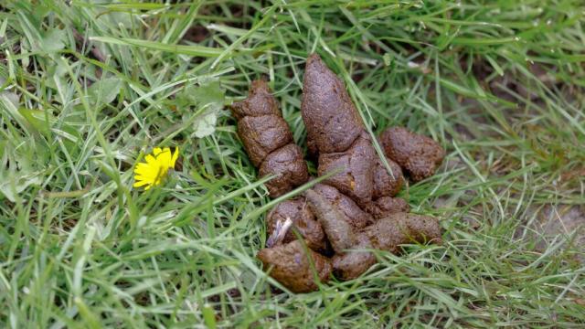 Wie Sie Tierkot im Garten erkennen und richtig zuordnen