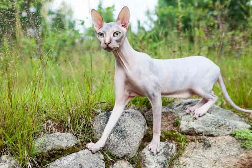 Donskoy Cat: Info, Pictures, Characteristics & Facts