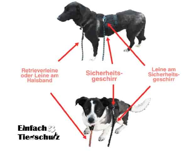 Infoblatt Doppelsicherung Hund