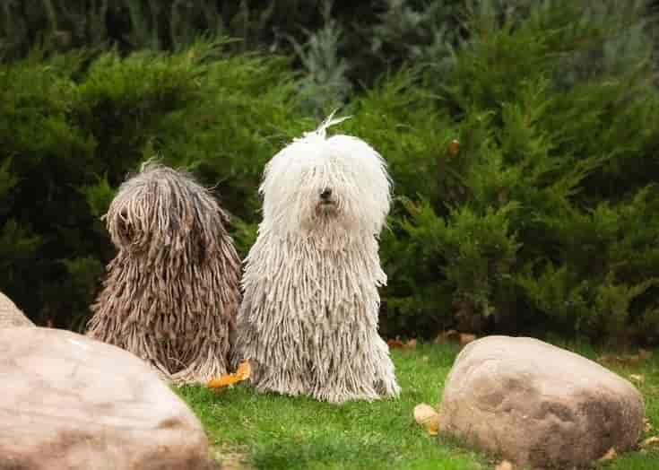 15 Dog Breeds With Dreadlocks: History, Pictures & Facts