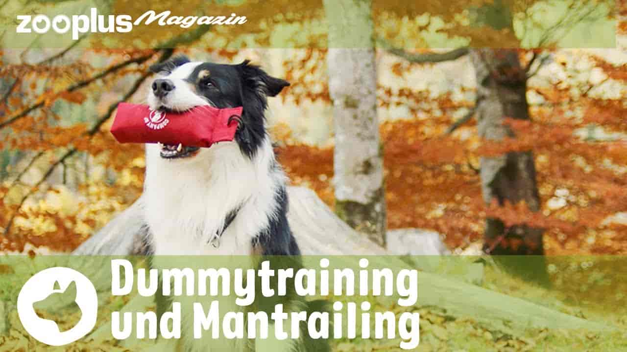 Im Dummyfieber – Dummytraining für den Familienhund