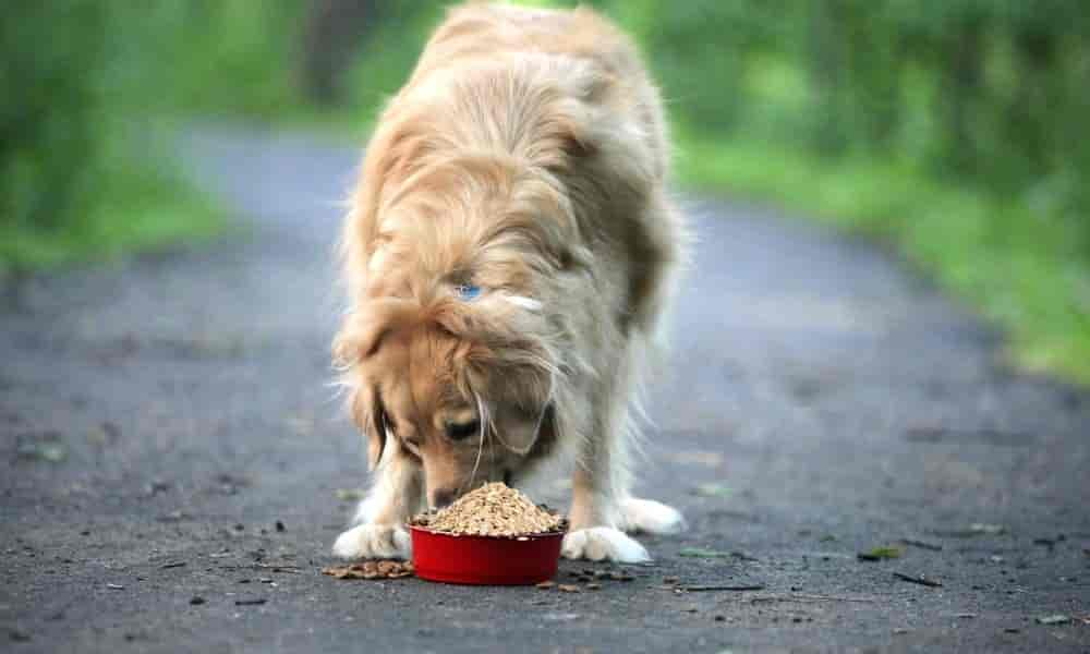 Haferflocken bei Durchfall für Hund: Wichtige Infos & Tipps