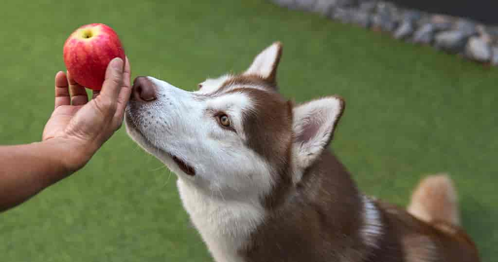 Dürfen Hunde Äpfel essen?