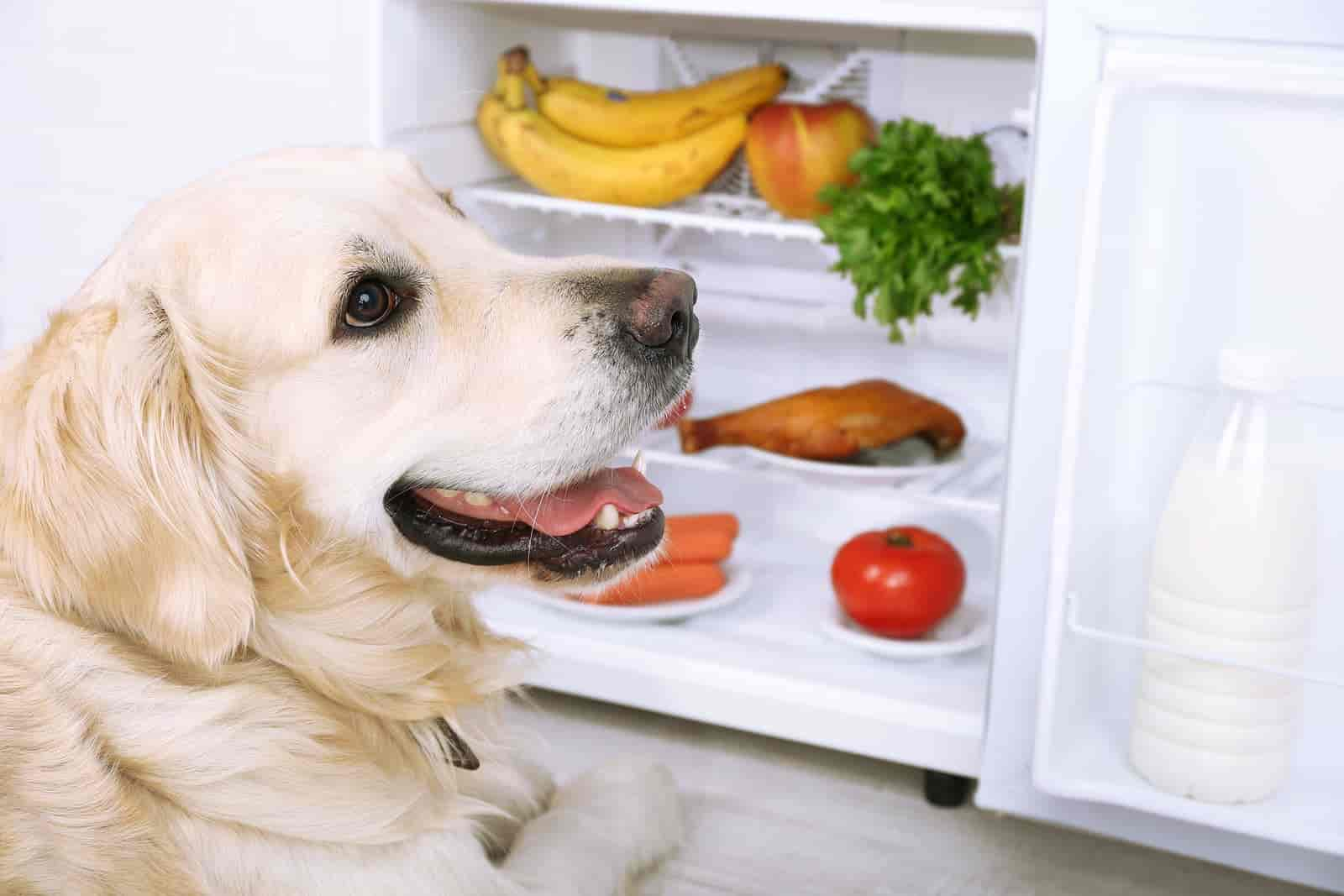 Ist es sicher, meinem Hund eine Banane zu füttern?