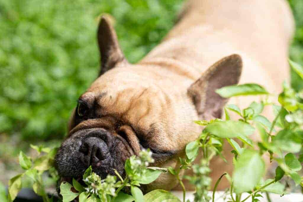 Basilikum ist auch für Hunde sehr gesund