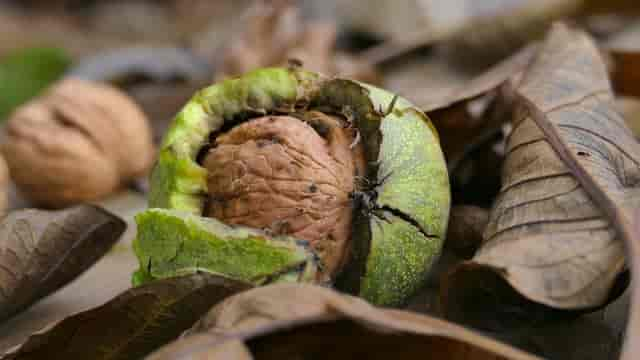 Gefährlich für Hunde im Herbst: Vorsicht bei Kastanien, Eicheln und Nüssen