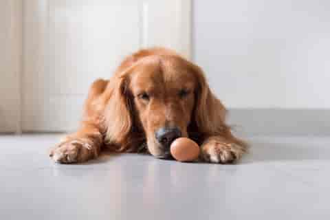 Dürfen Hunde Eier essen?