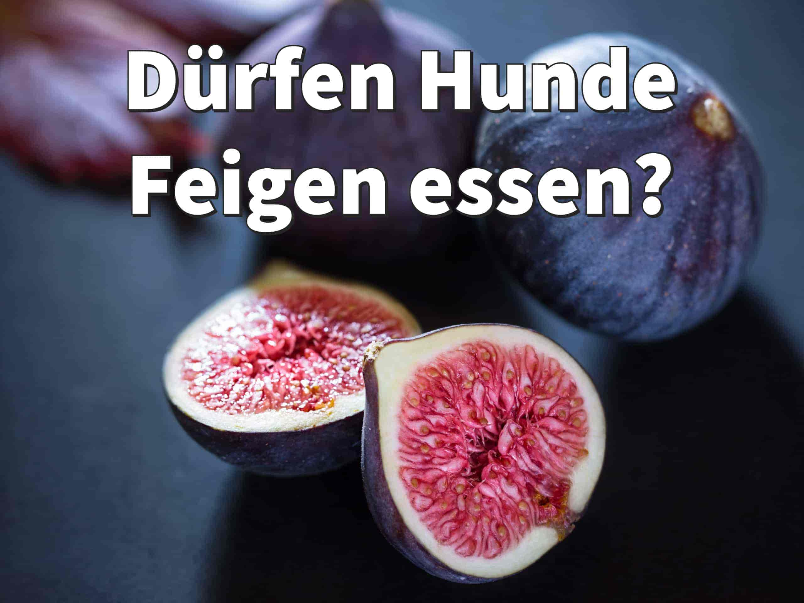 Dürfen Hunde Feigen essen?