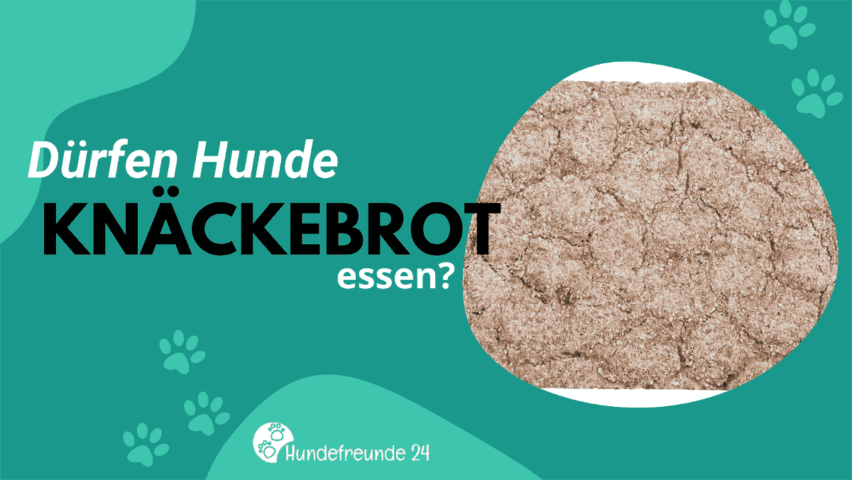 Knusprige Leckerbissen für Vierbeiner: Dürfen Hunde Knäckebrot essen?