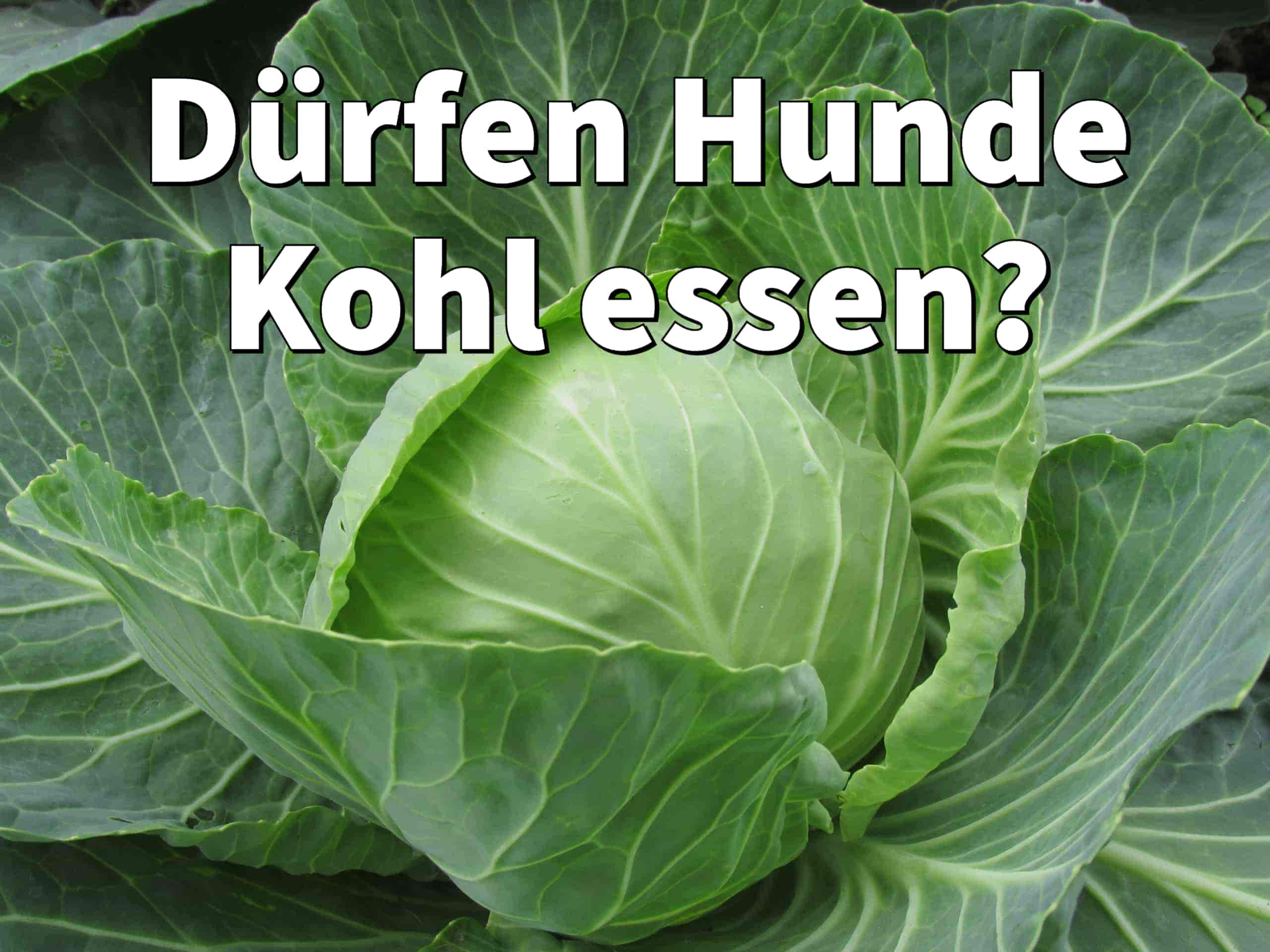 Dürfen Hunde Kohl essen?