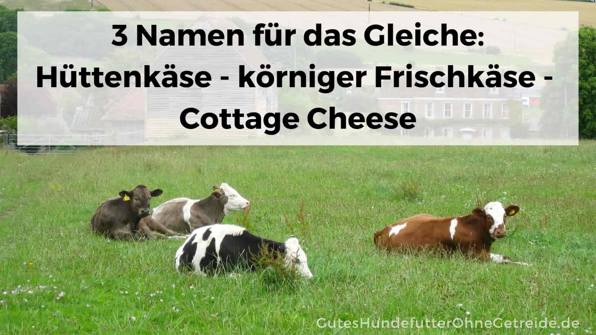 Hüttenkäse für Hunde