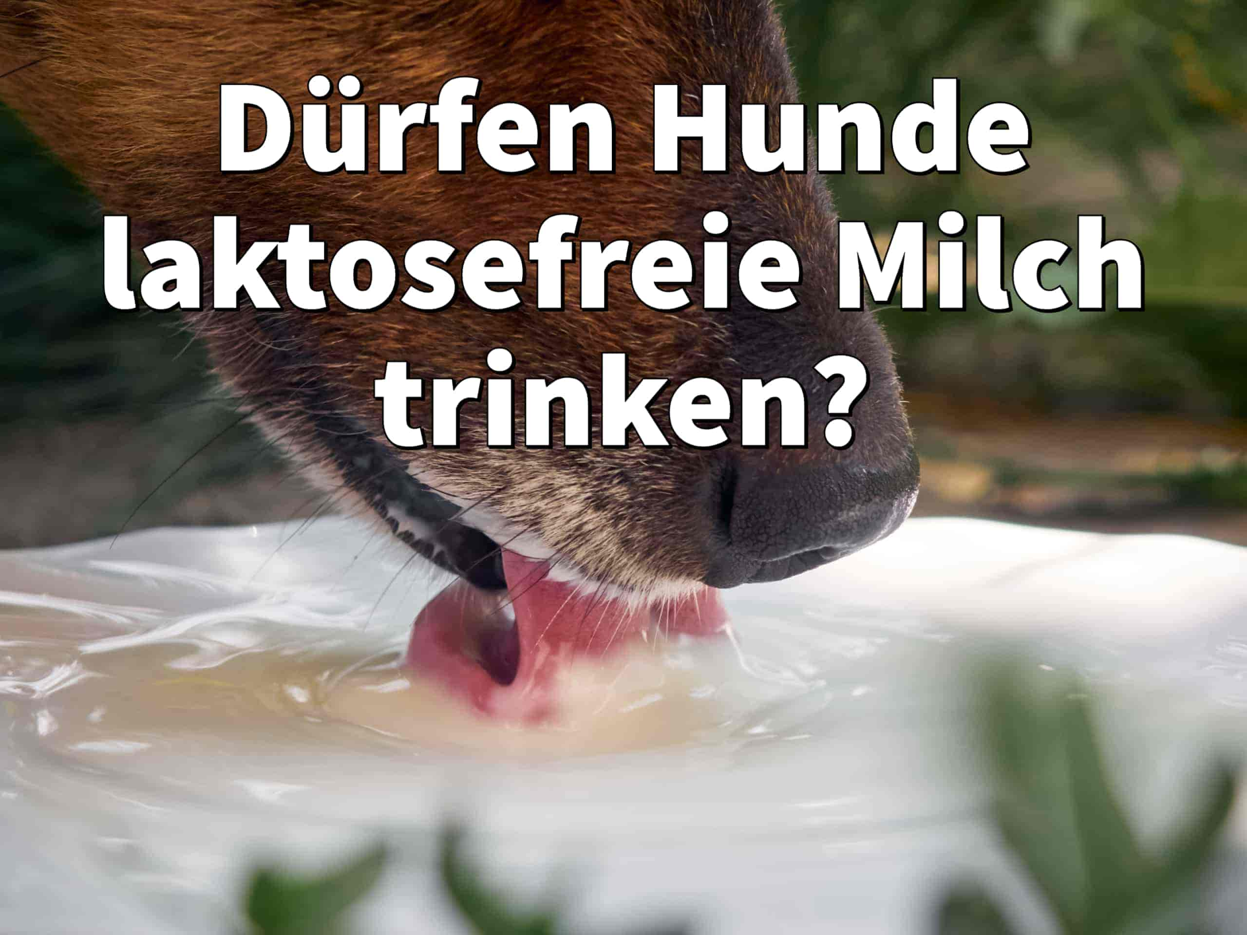 Dürfen Hunde laktosefreie Milch trinken