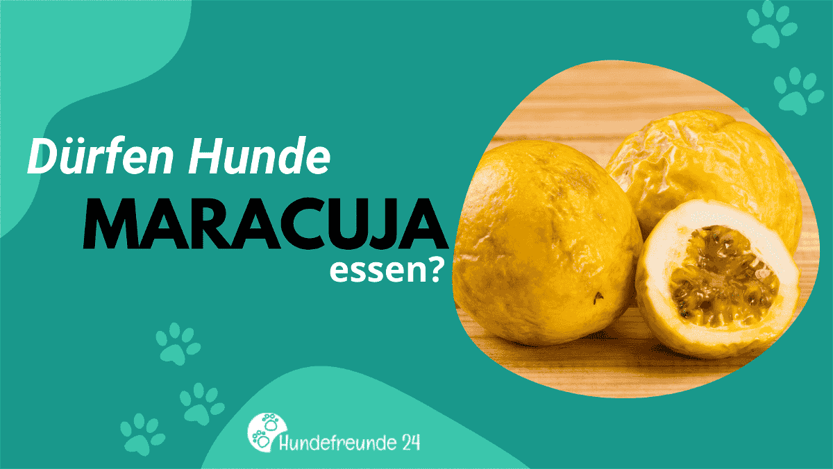 Dürfen Hunde Maracuja naschen? Das süße Geheimnis, das Du unbedingt wissen musst!