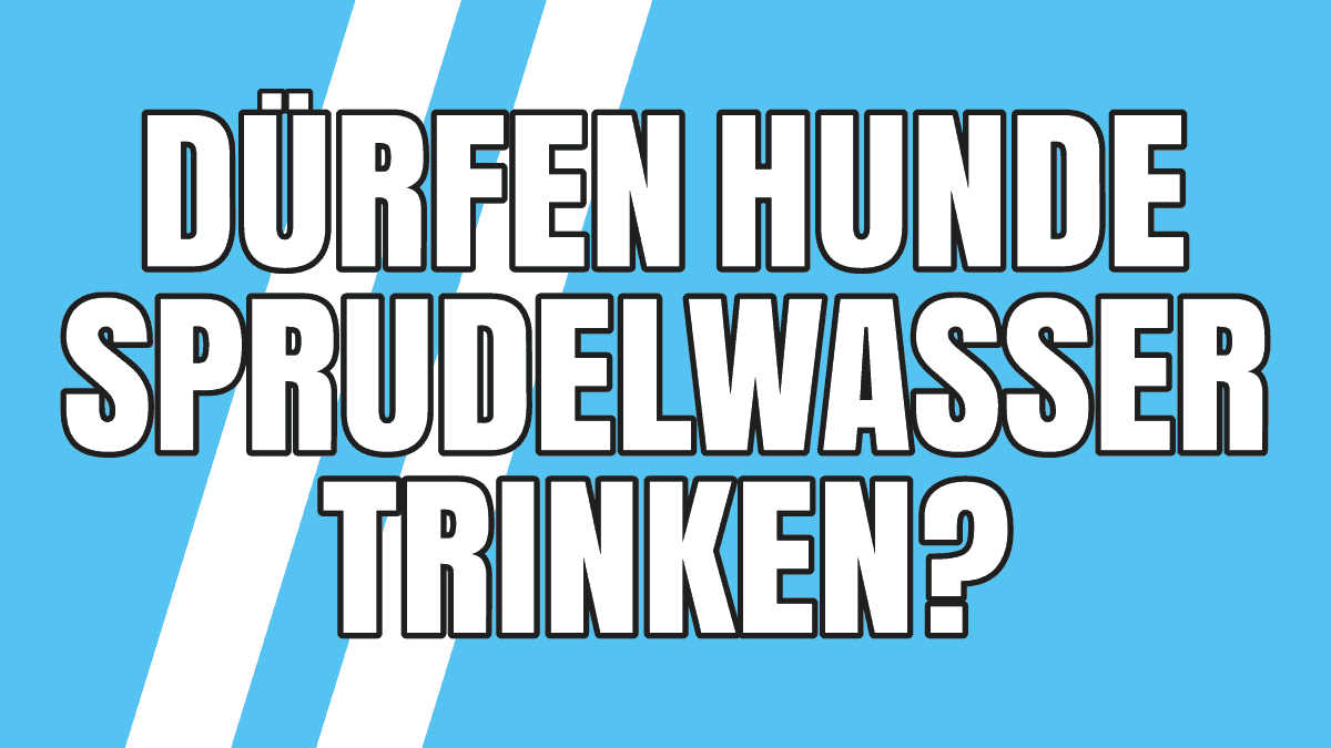 Dürfen Hunde Sprudelwasser trinken? Ist Kohlensäure schädlich?