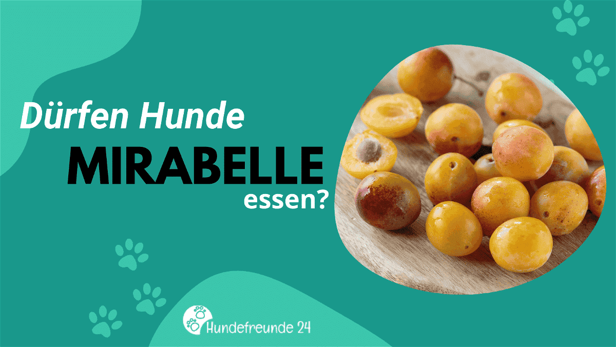 Dürfen Hunde Mirabelle naschen? Du wirst überrascht sein, was diese süße Frucht für Vierbeiner bedeutet!