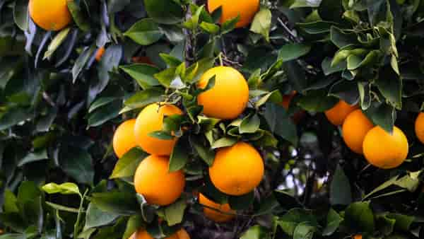 Dürfen Hunde Orangen essen?