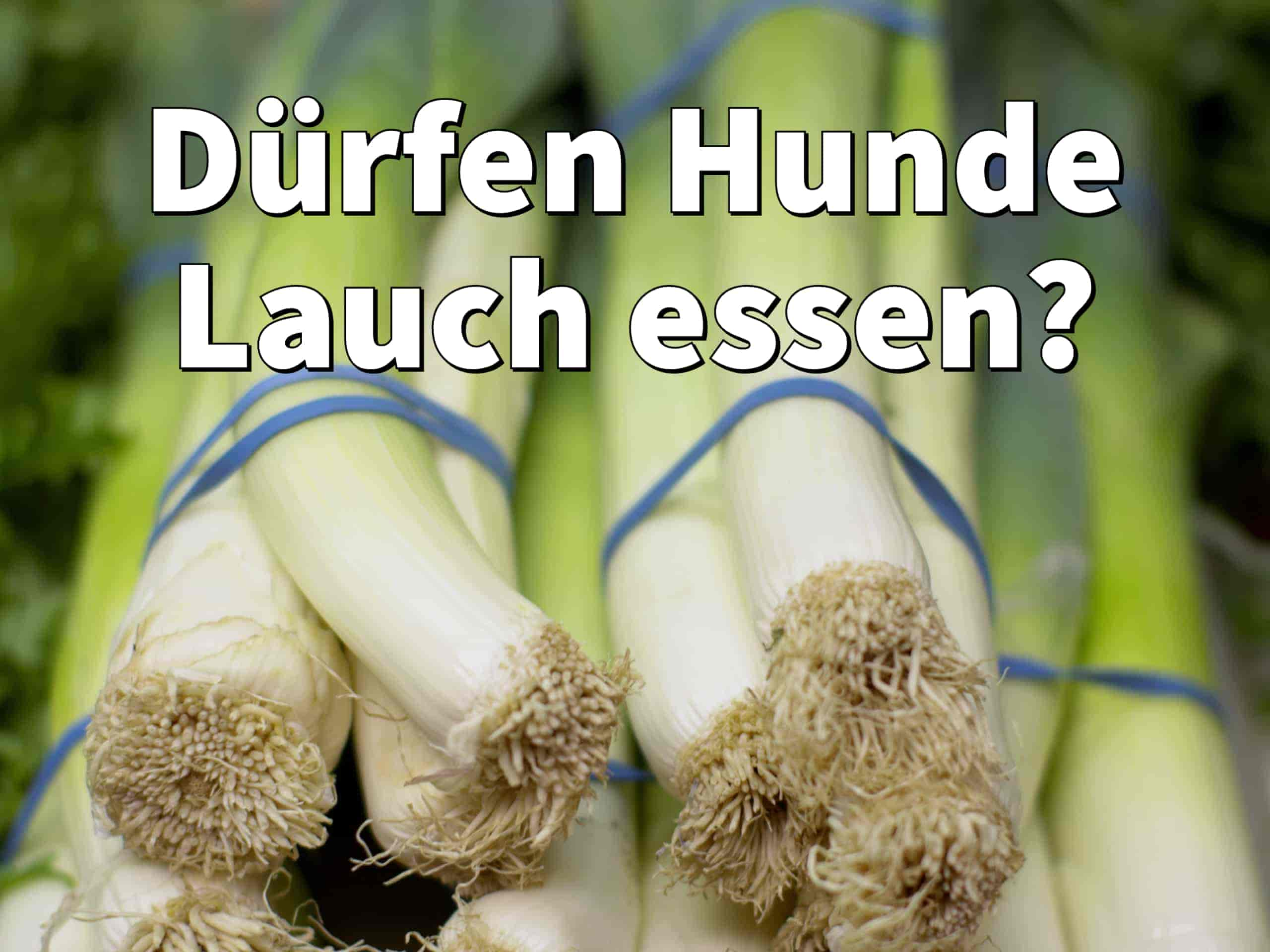 Dürfen Hunde Lauch essen?